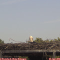14_10-mast.jpg