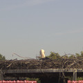 14_15-mast.jpg