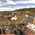 14_15-nest.jpg