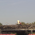 14_25-mast.jpg