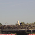 14_30-mast.jpg