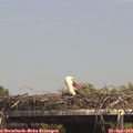 14_35-mast.jpg