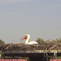 14_45-mast.jpg