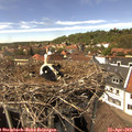 14_45-nest.jpg
