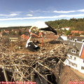 14_55-nest.jpg
