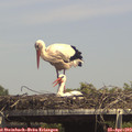 15_00-mast.jpg