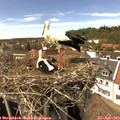 15_00-nest.jpg
