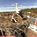 15_05-nest.jpg