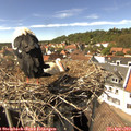 15_10-nest.jpg