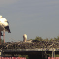 15_15-mast.jpg