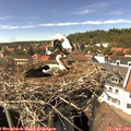 15_15-nest.jpg