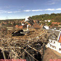 15_20-nest.jpg