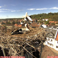 15_25-nest.jpg