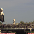 15_30-mast.jpg