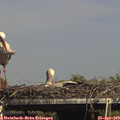 15_35-mast.jpg