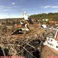 15_35-nest.jpg