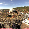 15_40-nest.jpg