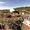 15_45-nest.jpg