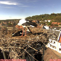 15_50-nest.jpg