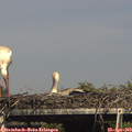 15_55-mast.jpg