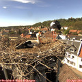 15_55-nest.jpg