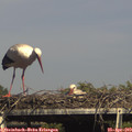 16_00-mast.jpg