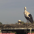16_05-mast.jpg
