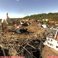 16_05-nest.jpg