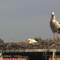 16_10-mast.jpg