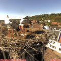 16_10-nest.jpg