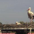 16_15-mast.jpg