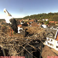 16_15-nest.jpg