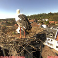 16_20-nest.jpg