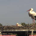 16_25-mast.jpg