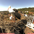 16_25-nest.jpg