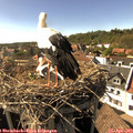 16_30-nest.jpg