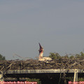 16_35-mast.jpg