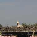 16_40-mast.jpg