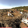 16_40-nest.jpg