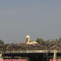 16_45-mast.jpg