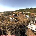 16_50-nest.jpg