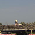 16_55-mast.jpg