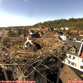 16_55-nest.jpg