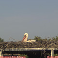 17_00-mast.jpg