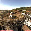 17_00-nest.jpg