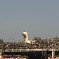 17_05-mast.jpg