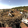 17_05-nest.jpg