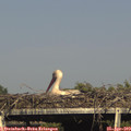 17_10-mast.jpg