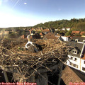 17_20-nest.jpg