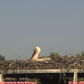 17_25-mast.jpg